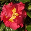Sharon Rose
